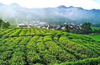 9月2日，財(cái)政部、稅務(wù)總局發(fā)布了關(guān)于繼續(xù)執(zhí)行邊銷茶增值稅政策的公告